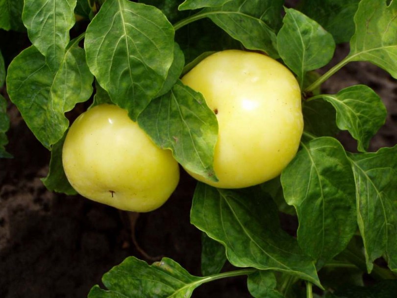 Édes alma paprika - Édespaprika ritkaságok az Egzotikus Növények Stúdiója kínálatában
